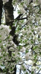 Flores blancas del prunus