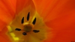 Tulipán de color naranja